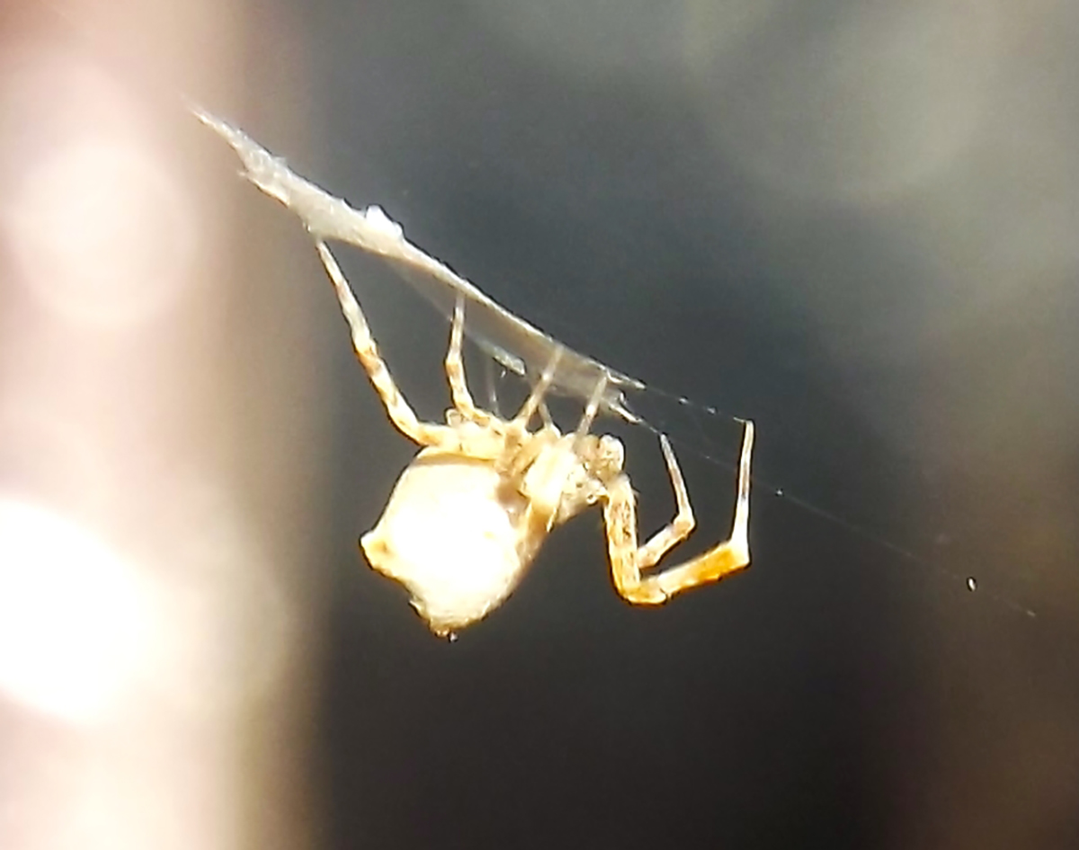 photo of spider making egg sack