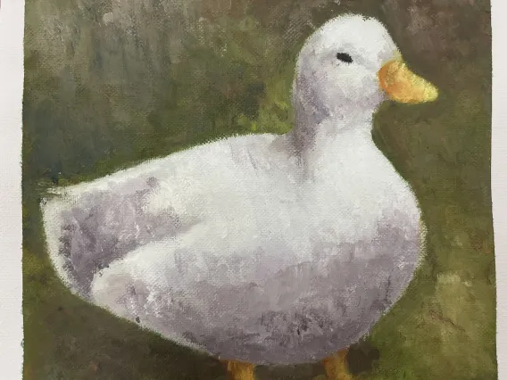 duck 