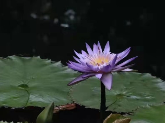 photo of a lotus flower