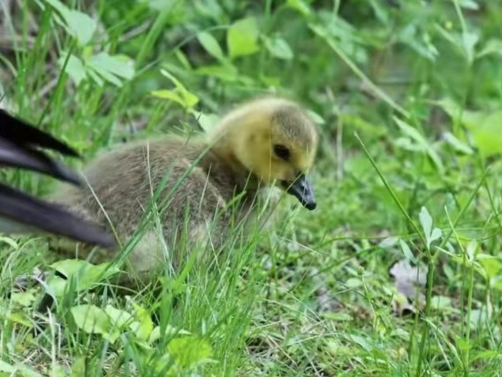 photo of a duckling standing in grass and varios plants