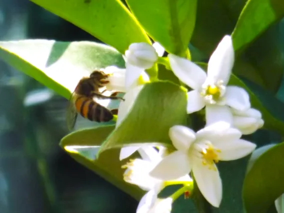 photo of a bee pollinating a flower