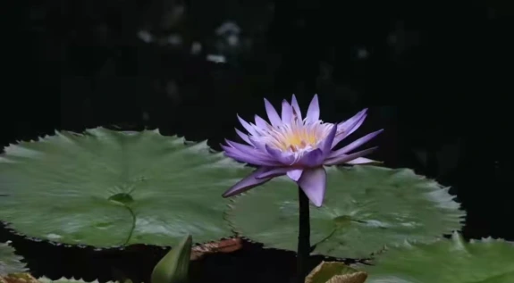 photo of a lotus flower